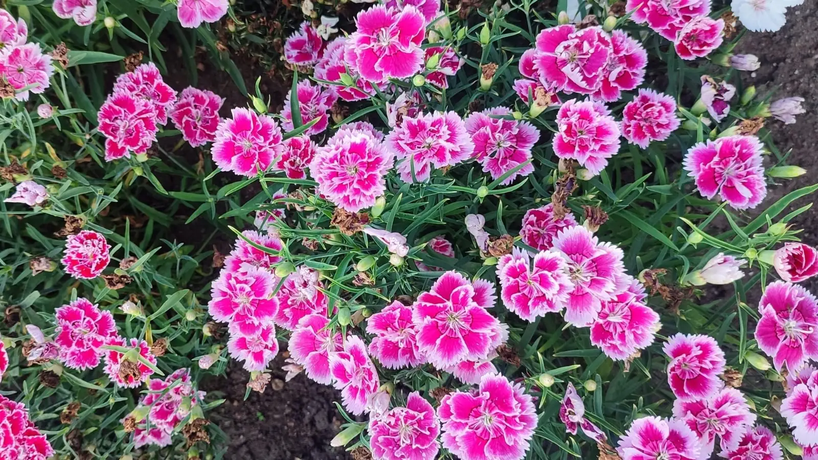 dianthus chinensis deadheading hands