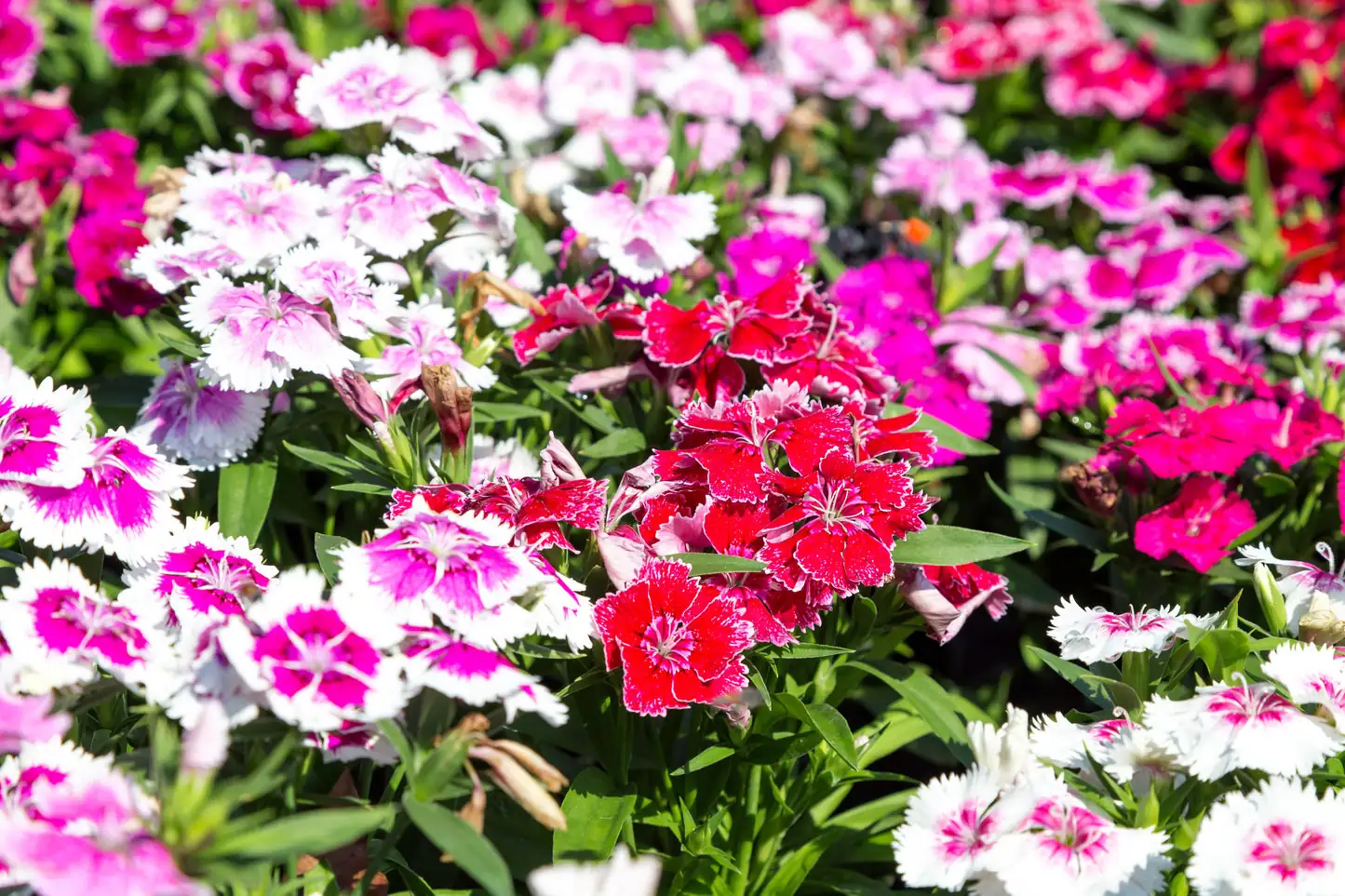 17 Weeks to Wow: A Seed-to-Bloom Masterclass for Dianthus chinensis