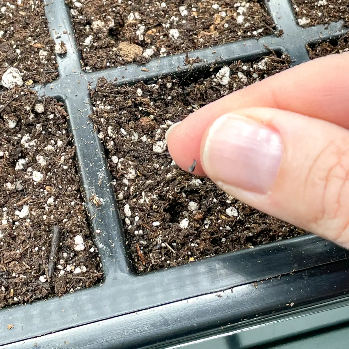 dianthus chinensis seeds sowing tray