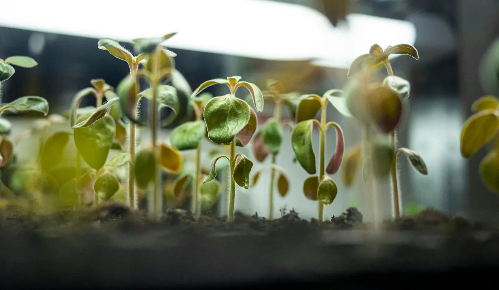 dianthus chinensis seedlings under grow light