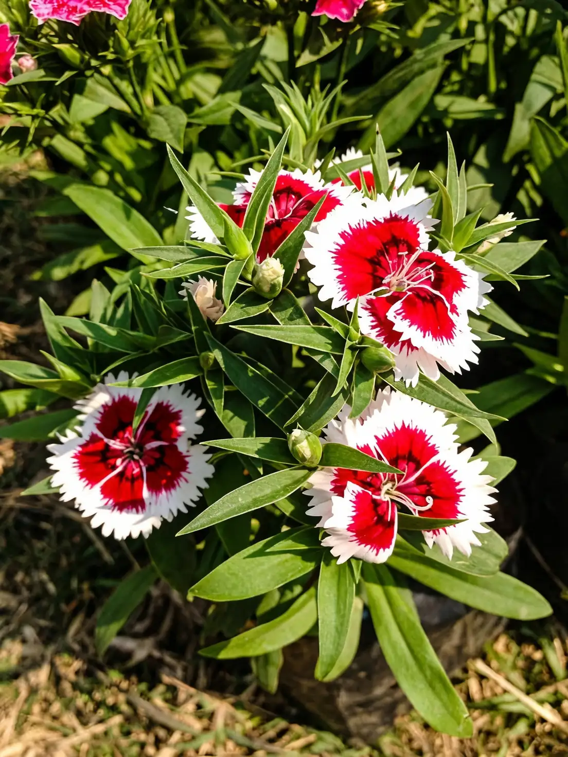 dianthus chinensis buds and blooms