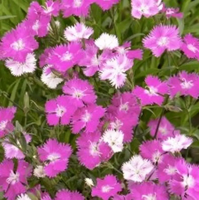 Window-Box Showstoppers: Designing Sun-Loving, Breezy Containers with Chinese Pink (Perfect Partners Inside!)