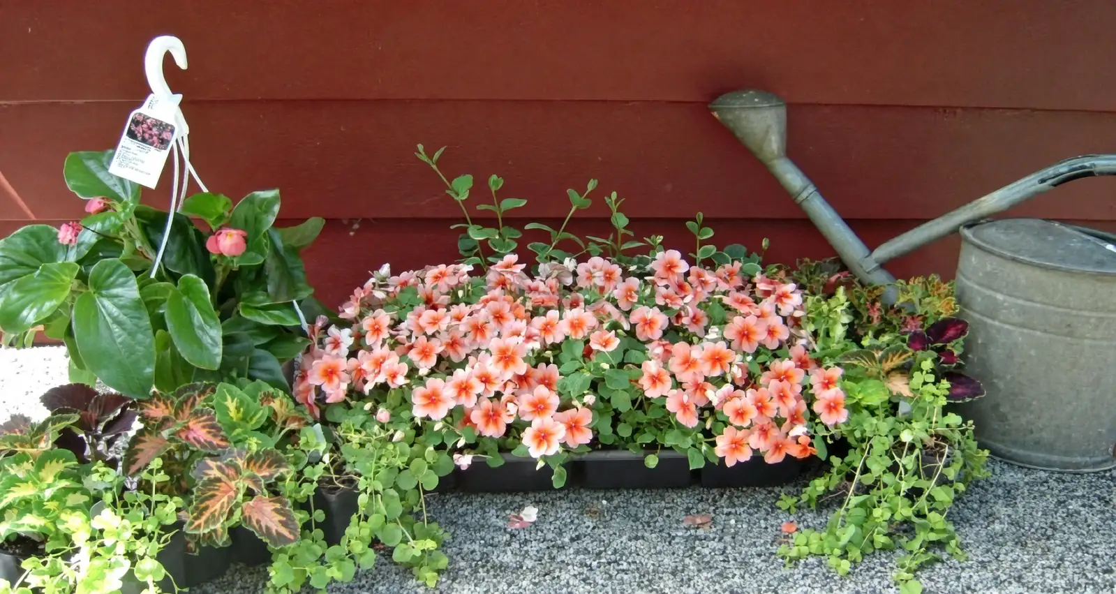 Dianthus chinensis window box spacing top view