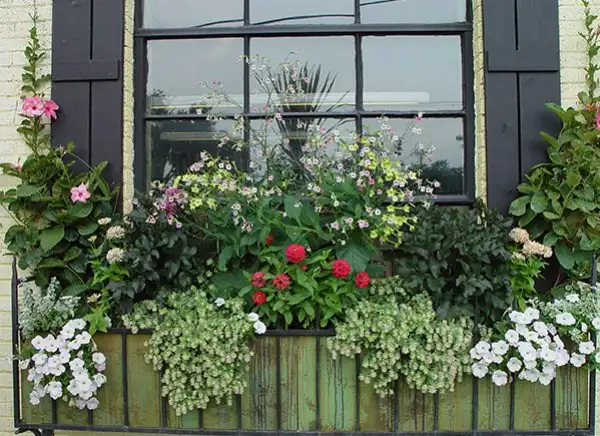 Dianthus lavender dusty miller alyssum window box
