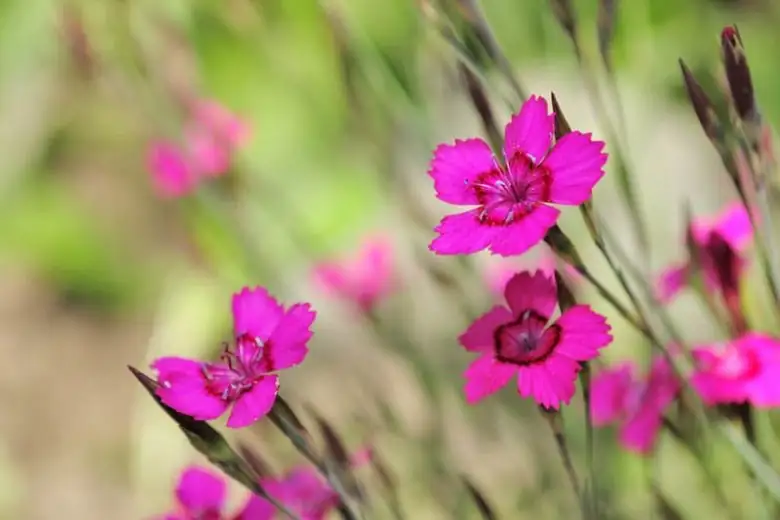 Chinese pink plant mound close-up