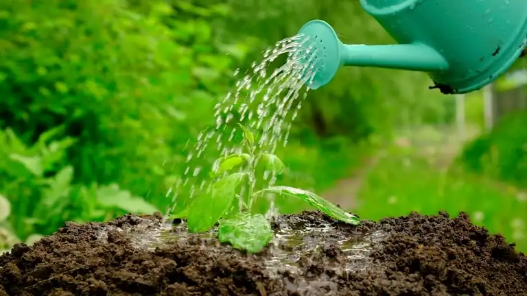 Chinese pink drip irrigation watering
