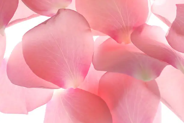 Chinese pink petal candying process