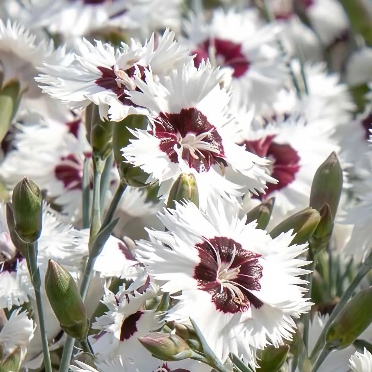 dianthus chinensis dawn harvest snips