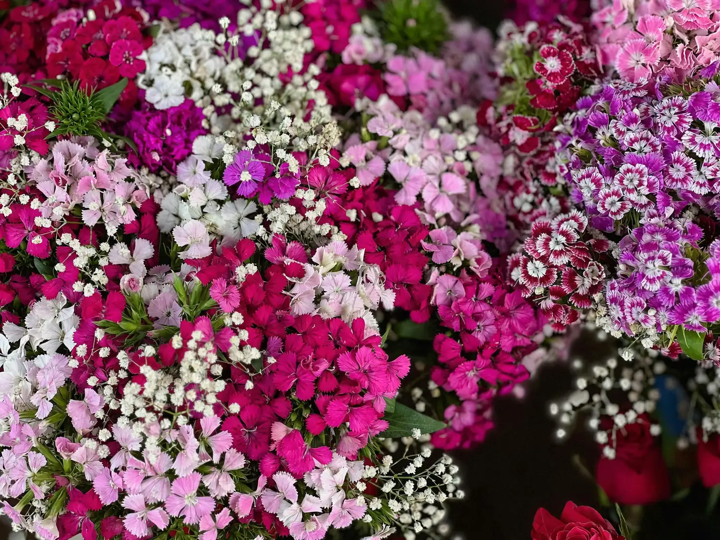 dianthus chinensis mixed posy arrangement