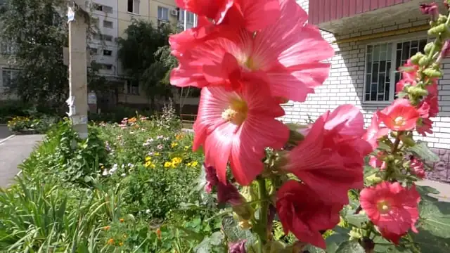 Lime, Grit, and Glory: The Simple Soil Tweaks That Make Chinese Pink Thrive