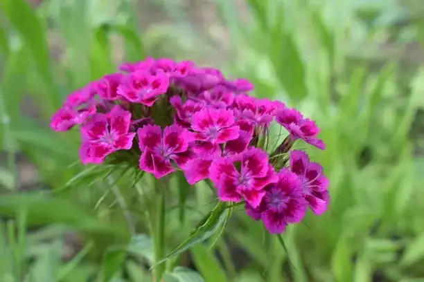 adding lime to dianthus potting mix