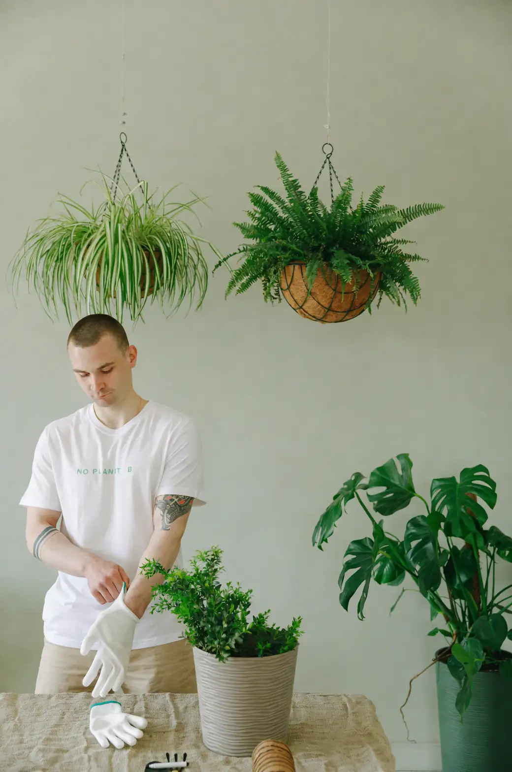 From One Pot to a Cloud: Propagating Asparagus setaceus by Division and Seed (Without the Drama)