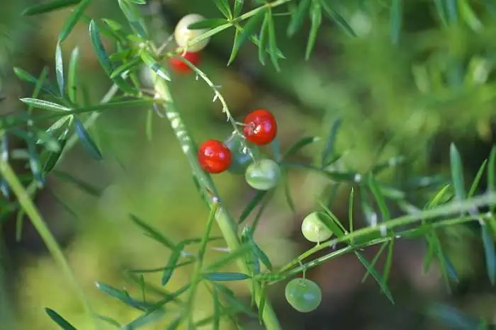 asparagus fern ripe berries seeds