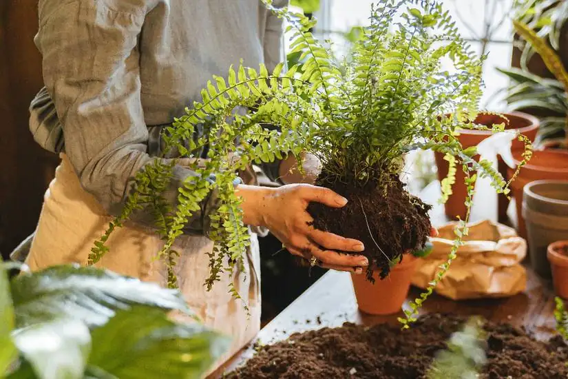 asparagus fern pruning base cut