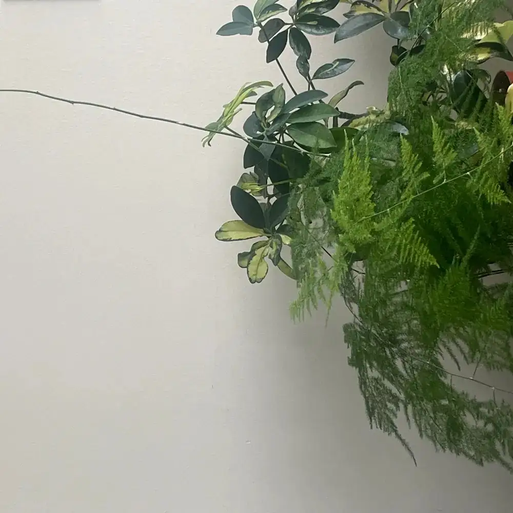 asparagus fern fan trellis training