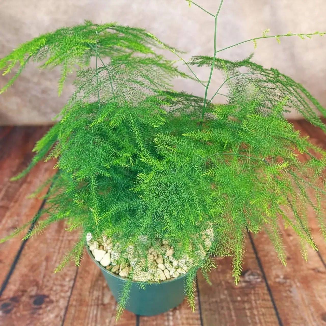 asparagus fern flowers and berries
