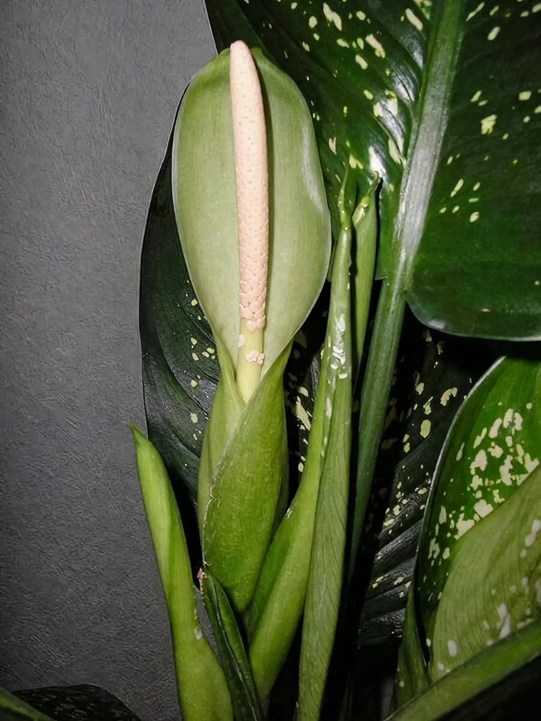 dumb cane spider mites close-up