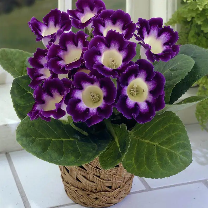 florist's gloxinia bright window sheer curtain
