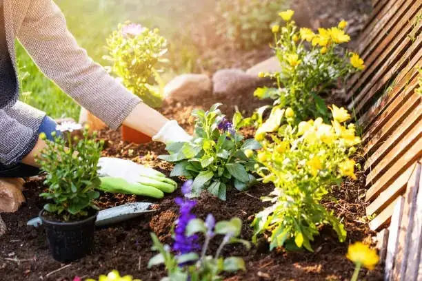 florist's gloxinia tuber planting mix