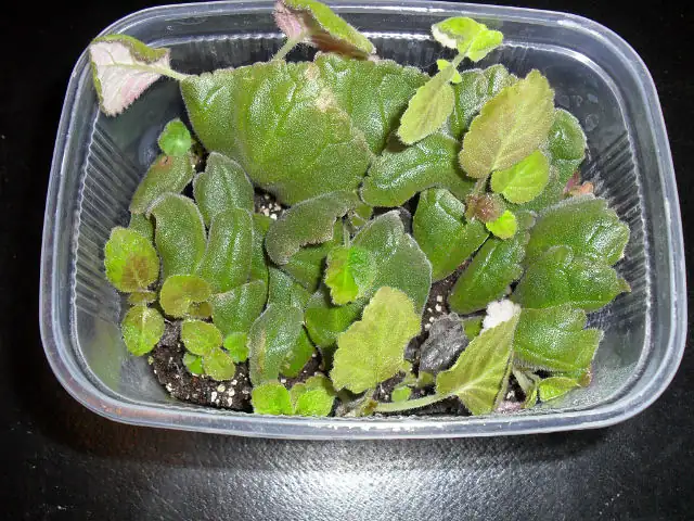 florist's gloxinia leaf cutting propagation