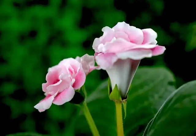 florist gloxinia double bicolor flowers