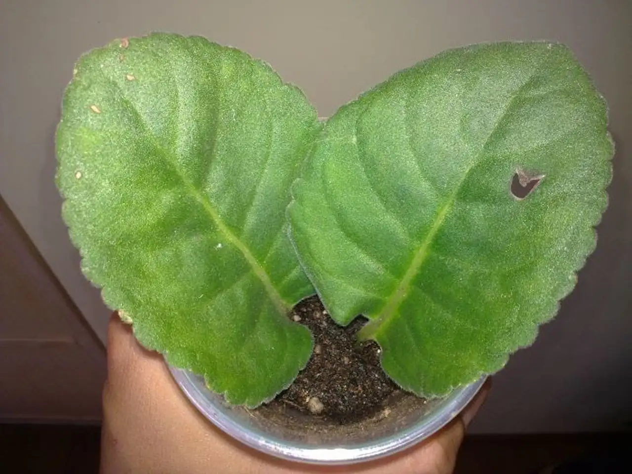 florist gloxinia leaf cutting perlite