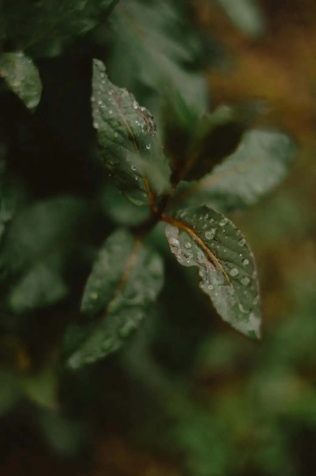 gloxinia velvety leaf water droplets