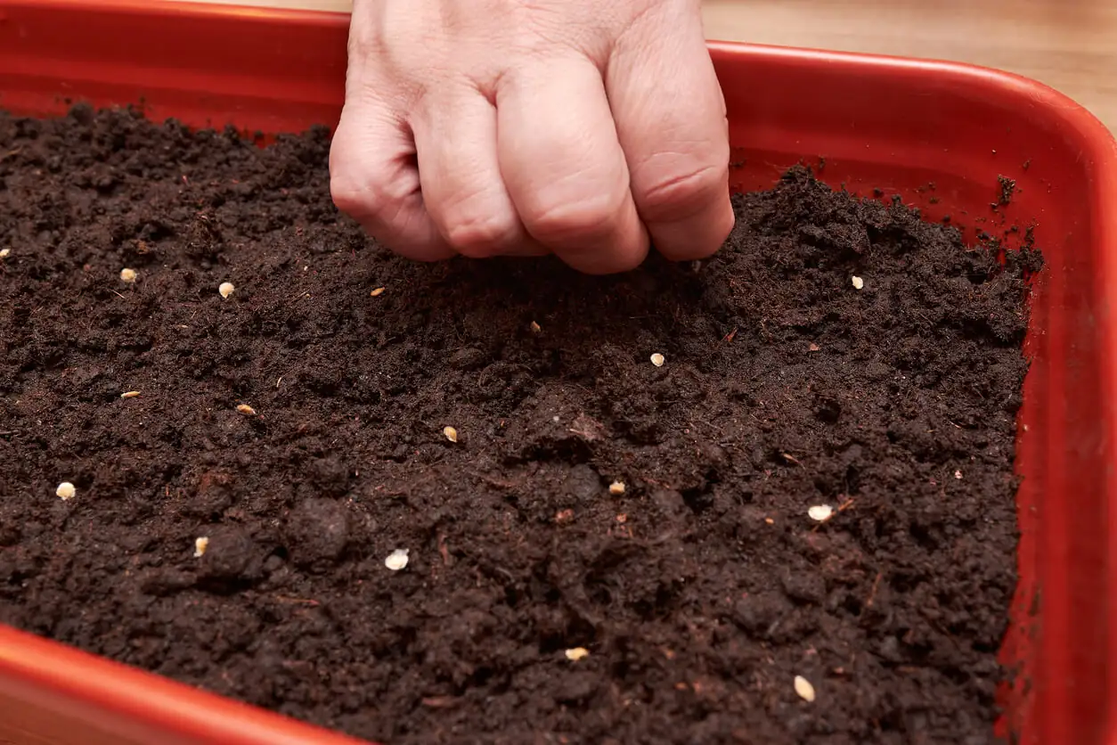 gloxinia seeds surface sowing hand