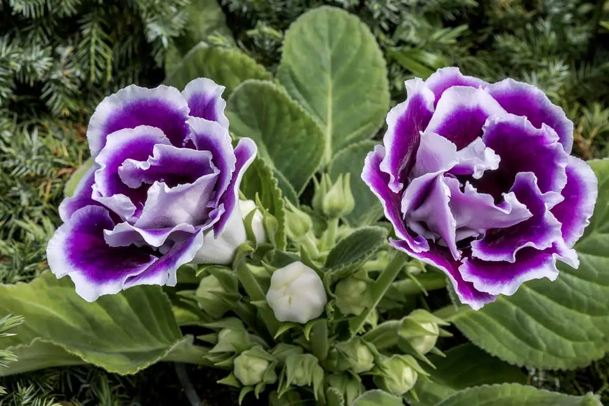 gloxinia near fruit bowl buds