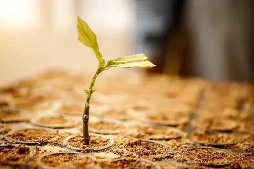 gloxinia leaf cutting perlite