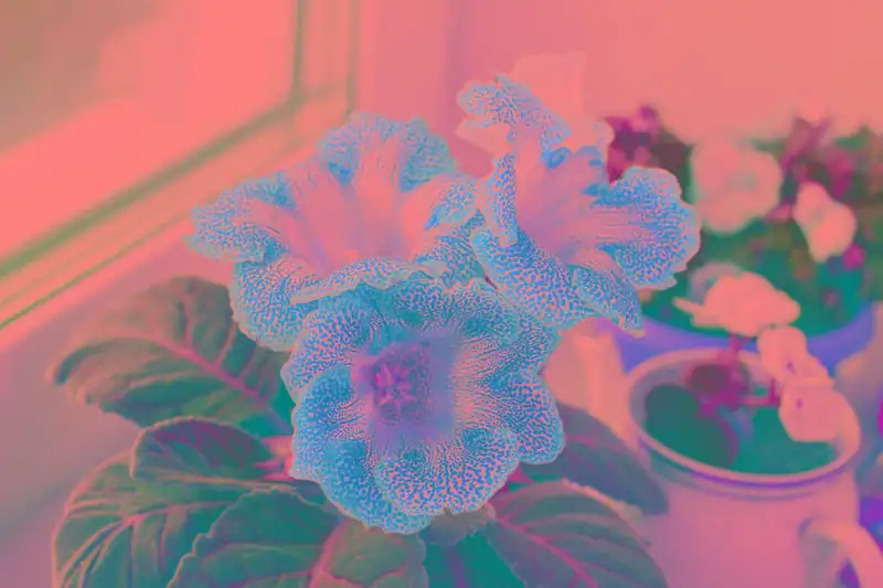 gloxinia seeds surface sowing tray