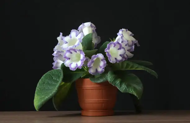 gloxinia flowering rosette close-up