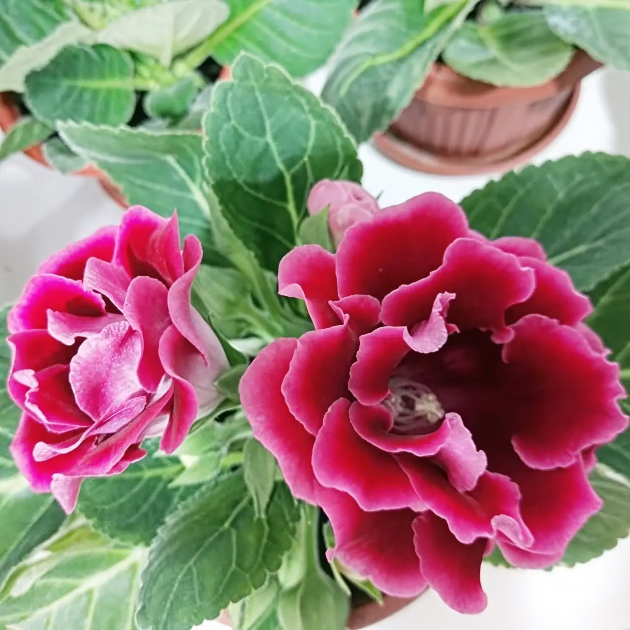 Gloxinia vs. Not Gloxinia: Name Drama Decoded (and Why It Matters for Care)