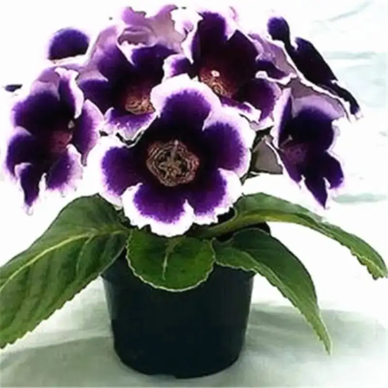 Sinningia speciosa vs Gloxinia perennis comparison