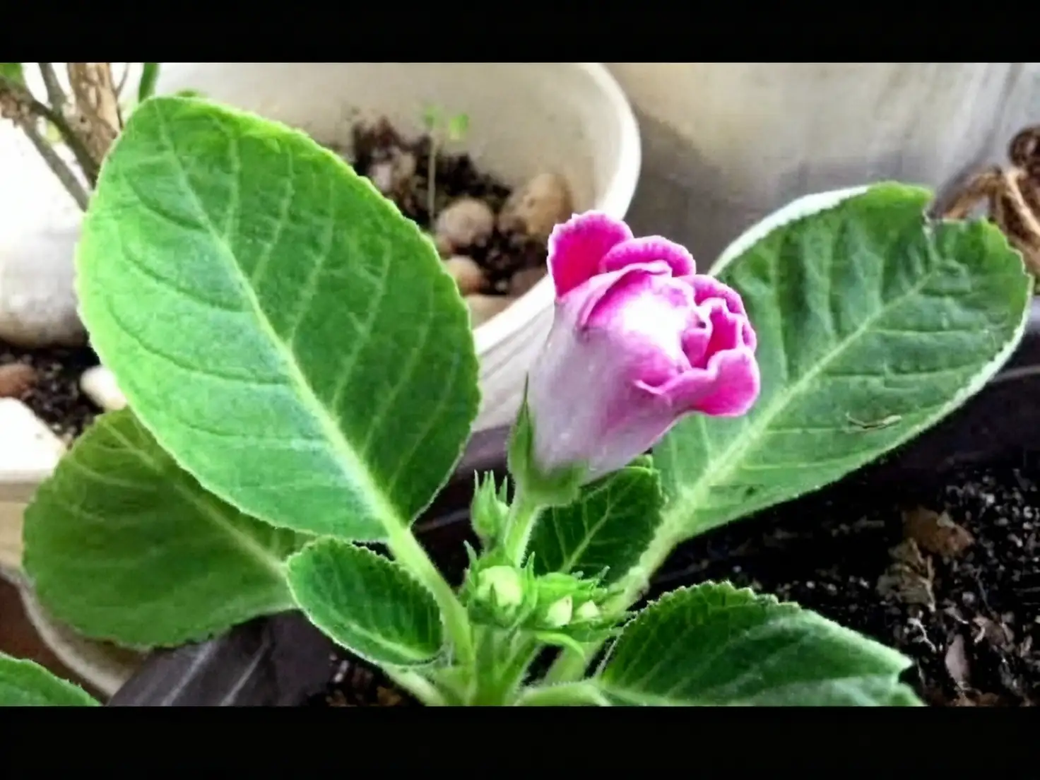 Sinningia speciosa watering soil level