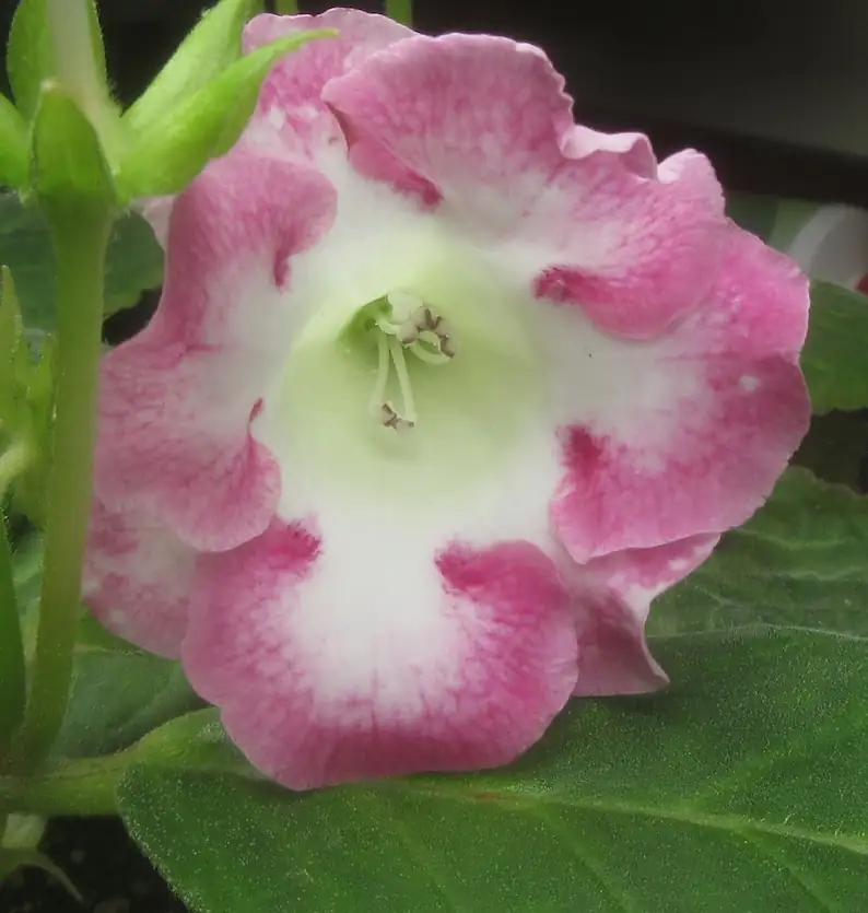Sinningia speciosa hand pollination flower