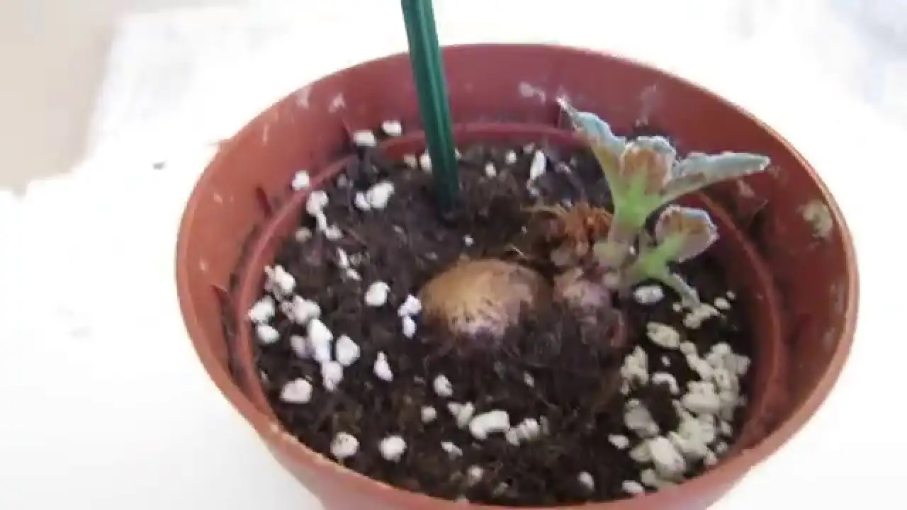 gloxinia tuber planting soil surface