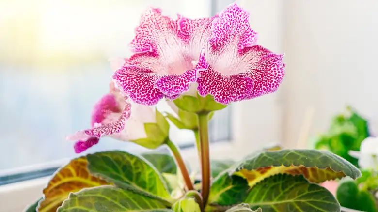 The Velvet Circle: Best Plant Companions for Sinningia speciosa (and Which Neighbors to Avoid)