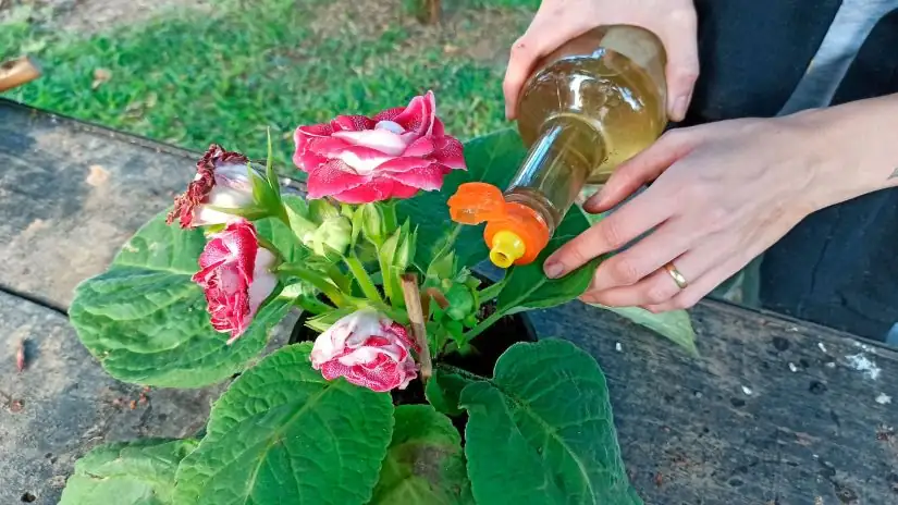 gloxinia bottom watering hands