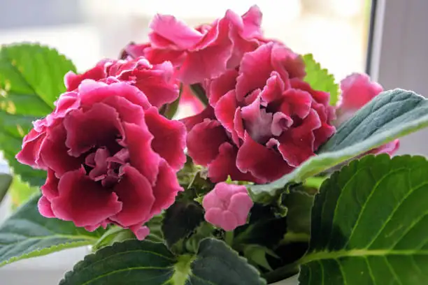 gloxinia with African violet shelf