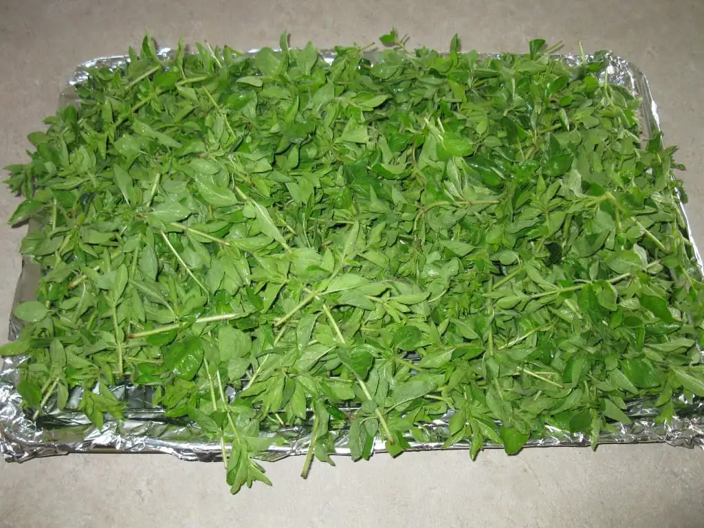 cornus officinalis drying tray oven