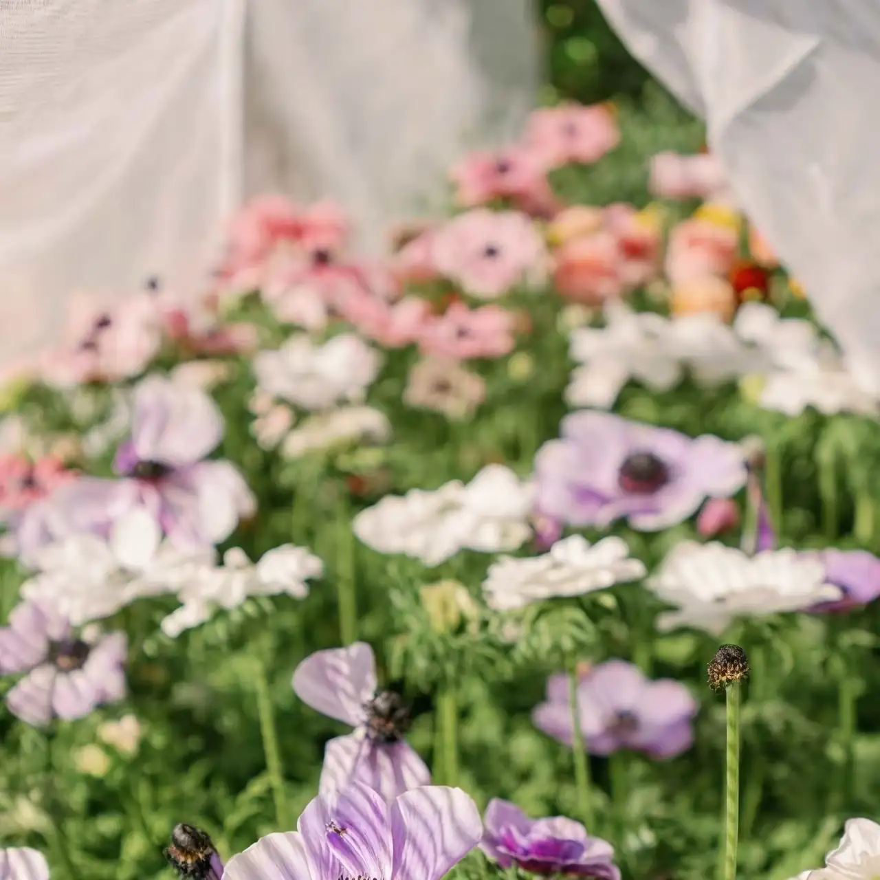 French marigold shade cloth