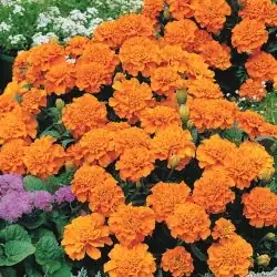 小花也有“大防线”：孔雀草常见虫病一图速判与零农残治理术