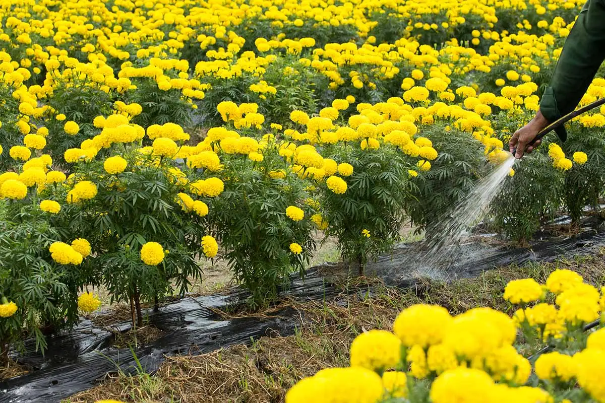 French marigold garden spacing rows
