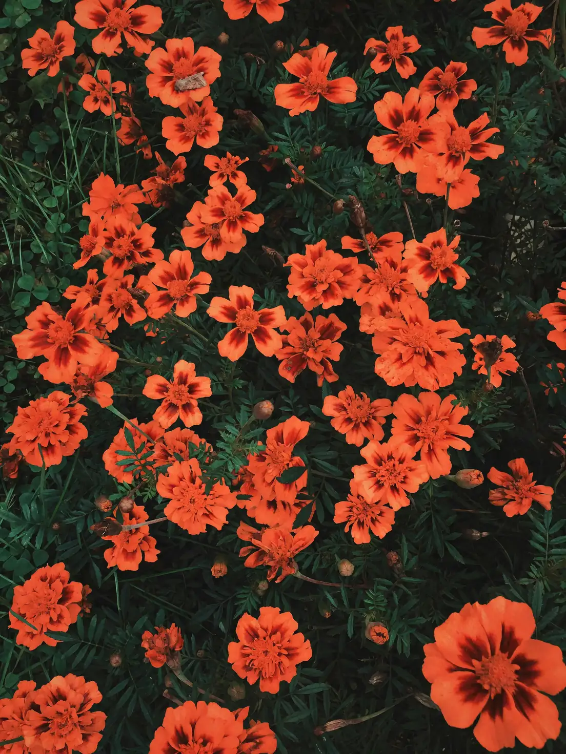 french marigold with tomatoes