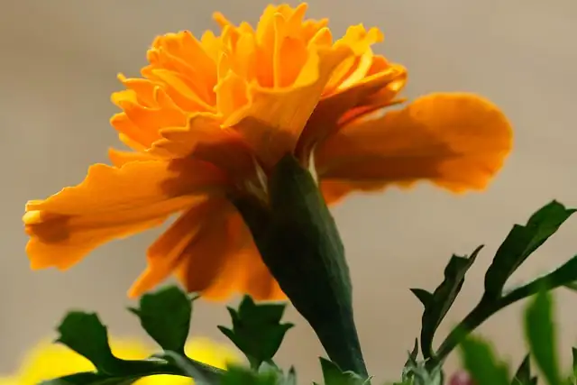 french marigold doorway pot