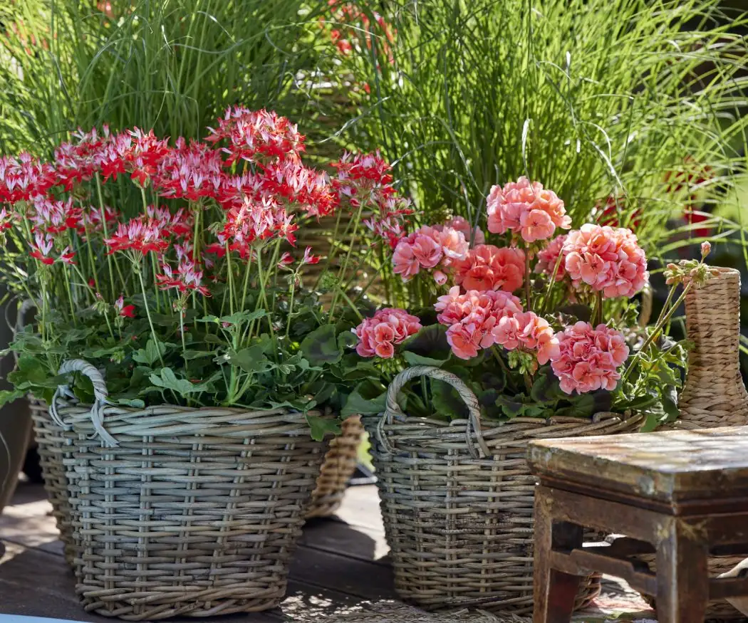Never Soggy, Always Sunny: The 3-Rule Playbook for Bloom-Crazy Zonal Geraniums