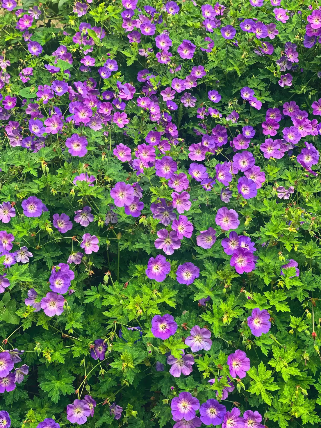 zonal geranium repotting gritty mix