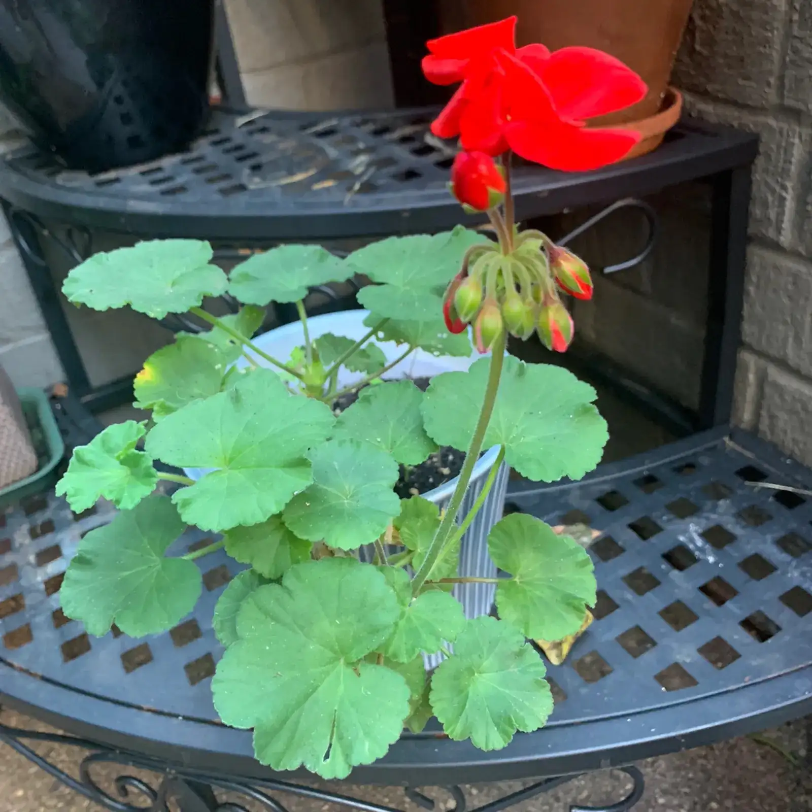 zonal geranium deadheading spent blooms