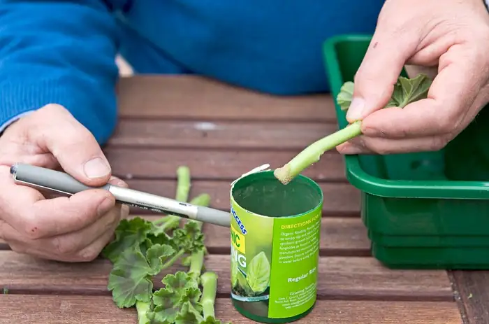 zonal geranium tip cuttings rooting